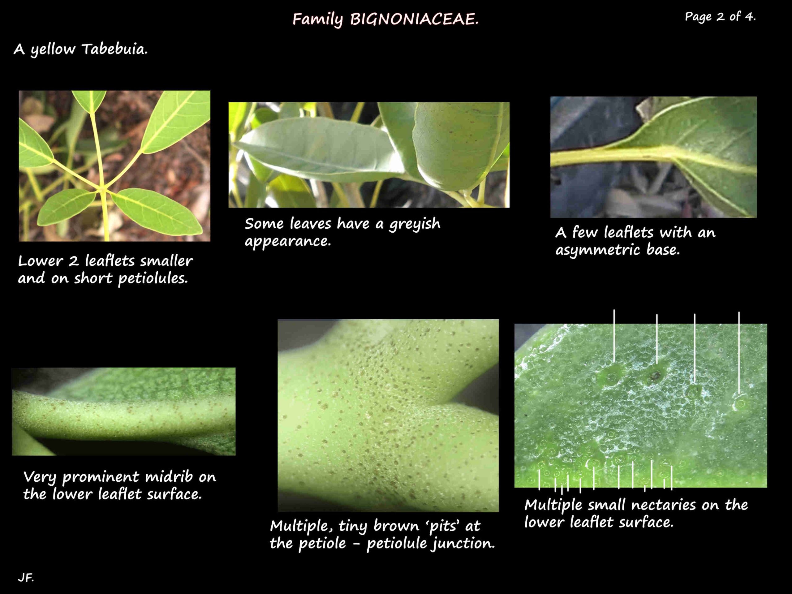 2 Yellow Tabebuia leaflets & leaf nectaries